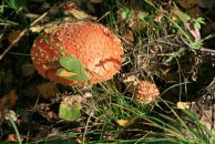 Фотография Шальновой Анастасии