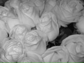 Фотография Лушниковой Маргариты