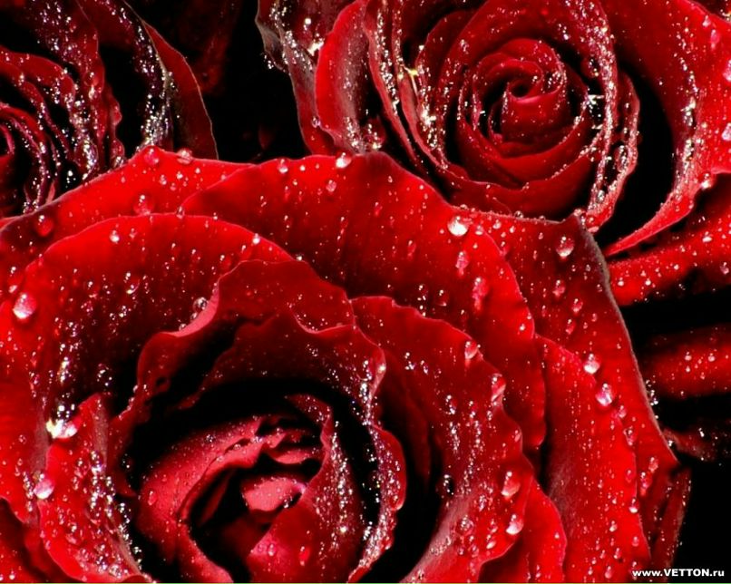 Владимир Тыченко фотография #23