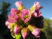 Yuri Bishaev фотография #25 (источник - https://vk.com/id770221)