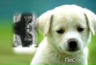 Танюша Вишнівська фотография #16 (источник - https://vk.com/id97274140)