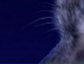 Андрій Inkognito фотография #33 (источник - https://vk.com/id21309440)