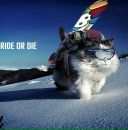 Фотография Кот Ани