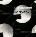 Арти ... фотография #3 (источник - https://vk.com/id142178175)