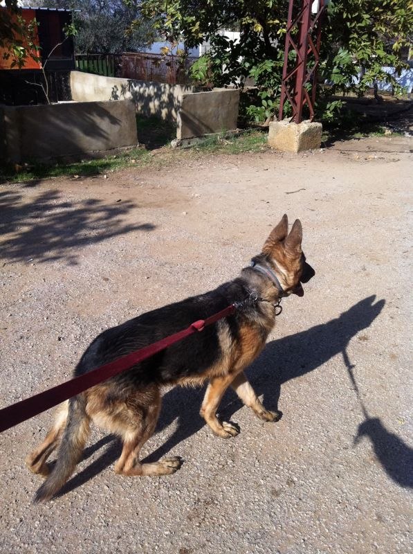 Karim Masaad фотография #12