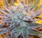 Фотография Полиэтилена Пакетовыя