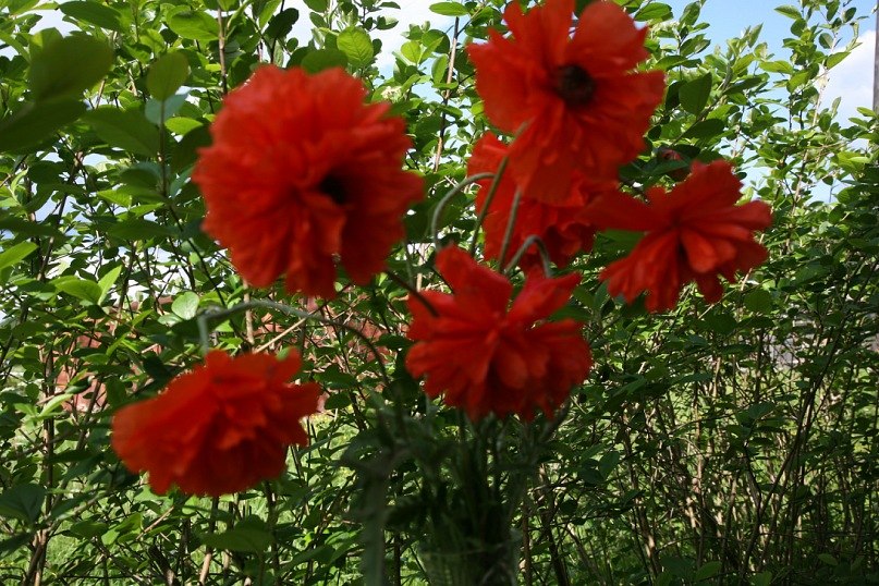 Елена Полеченко фотография #16