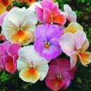 Фотография Куницыной Анны