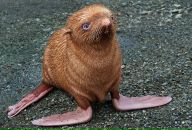 Фотография Алексеевой Алисы