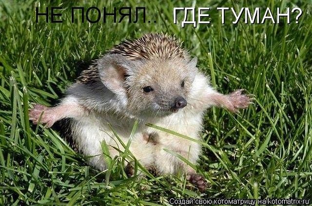 Дмитрий Николаев фотография #45