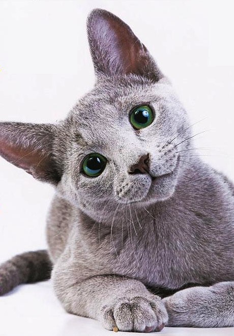 Во Ва фотография #18