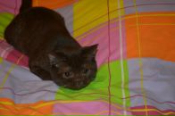 Наталья Субботина фотография #41 (источник - https://vk.com/id4698120)