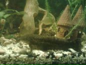 Ромік Activ фотография #18 (источник - https://vk.com/id30233545)