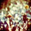 Фотография Shaligina Angelika