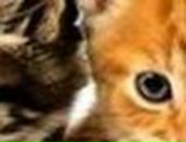 Аліна Третякович фотография #36 (источник - https://vk.com/id36342602)