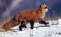 Фотография Родионовой Софии