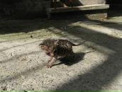 Анастасія Хонякіна фотография #41 (источник - https://vk.com/id7409281)