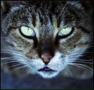 Фотография Ковалёвой Елены