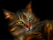 Фотография Суколин Александр