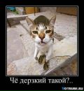Фотография Архангельской Ксении