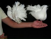 Олег Бойківський фотография #40 (источник - https://vk.com/id11213569)