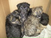 Фотография Шляковой Марии