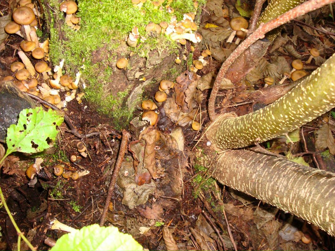 Эмма Кубло фотография #26