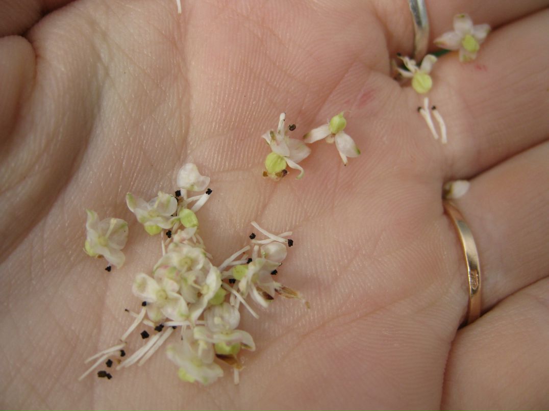 Лера Вагнер фотография #40