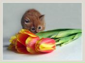 Фотография Майер Юли