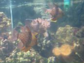 Ірина Сурженко фотография #37 (источник - https://vk.com/id6471667)