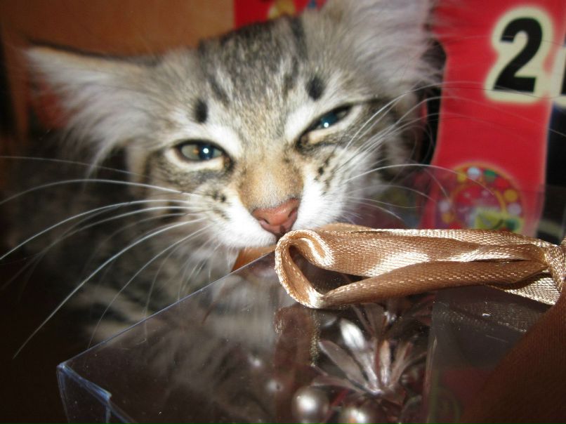 Елена Басарина фотография #20