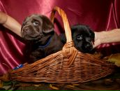 Фотография Свидерскаяа Татьяны