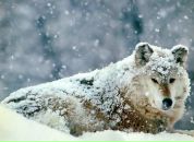 Фотография Лейсблус Евгении