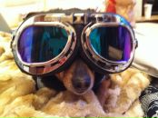 Фотография Авсиевича Эдуарда