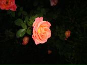 Фотография Леонтьевича Алексея