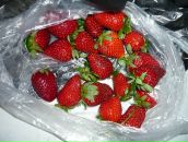 Kenan İlhan фотография #45 (источник - https://vk.com/id89807419)