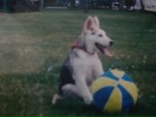 Ken Blackberry фотография #20 (источник - https://vk.com/id42287297)