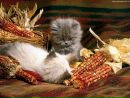 Катя Гомольська фотография #9 (источник - https://vk.com/id150526179)