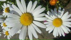 Фотография Шишкиной Светланы