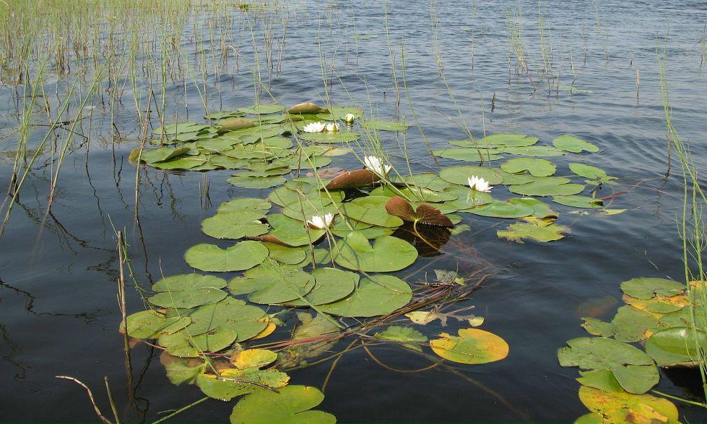 Михаил Романенко фото №12